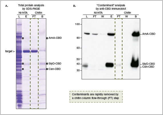 Improved purity of His-tagged proteins with NiCo21(DE3) 