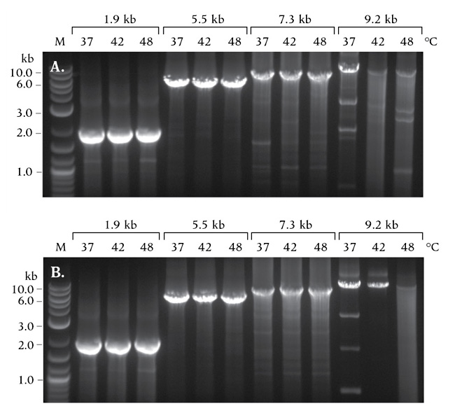 Reverse transcriptases neb