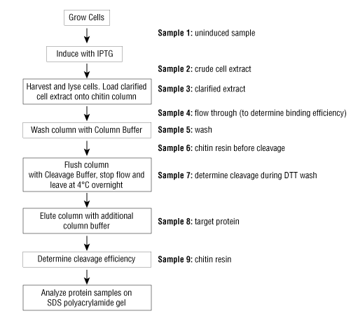 Affinity Purification and On-column Cleavage (NEB #S6651) | NEB