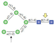 Figure 1: Detailed specificity of Remove-iT Endo D