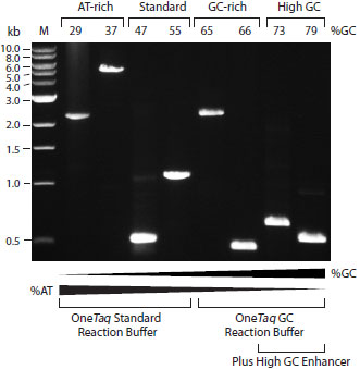 pcr amplification, amplification ,dna amplification