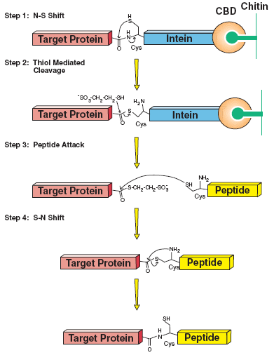 semisynthesis of proteins by expressed protein ligation semisynthesis of proteins by expressed protein ligation