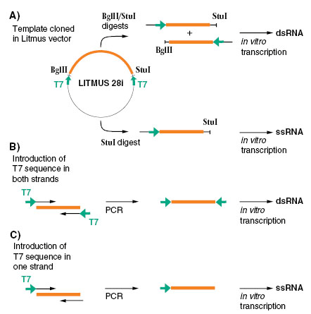 In Vitro Transcription Vector : in-vitro-Transkription – DHKCZ