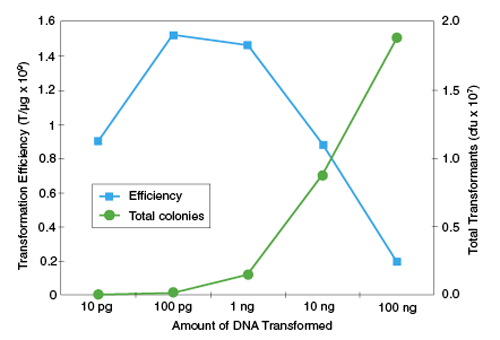 DNA Effects on Transformation Efficiency and Colony Output