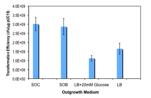 Effect of outgrowth medium on transformation efficiency: 