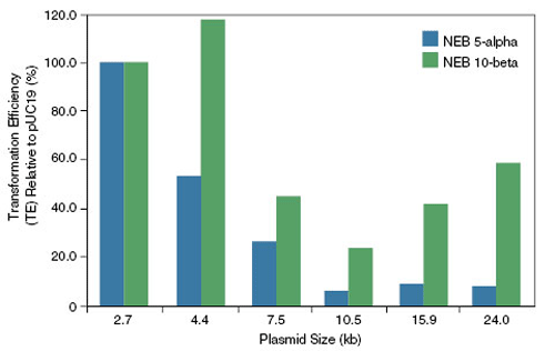 Effect of Plasmid Size on Transformation Efficiency: