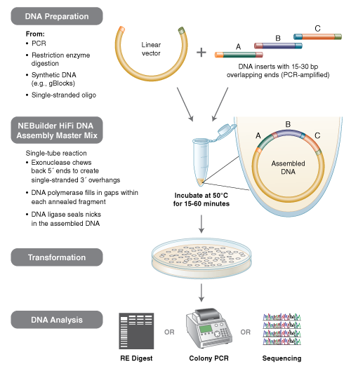 Figure 1: Overview of the NEBuilder HiFi DNA Assembly Method