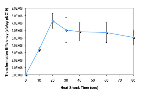 Effect of heat shock time on dam-/dcm- competent E. coli transformation efficiency: