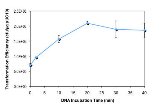 Effect of DNA incubation time on dam-/dcm- competent E. coli transformation efficiency