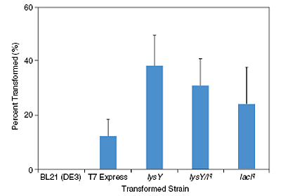 Transformation of a toxic mammalian clone into E. coli hosts