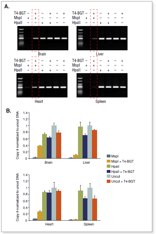 Figure 2: Comparison of 5-hydroxymethylcytosine amounts at locus 12 in different mouse Balb/C tissue samples. (A) End-points PCR. (B) Real time PCR