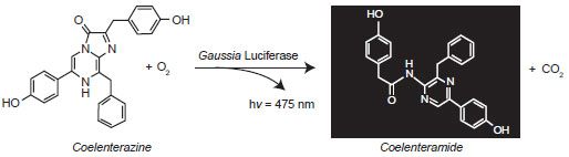 Figure 1: The Photo-oxidation catalyzed by Gaussia Luciferase.