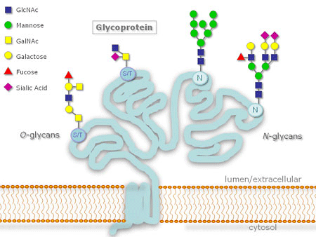 Figure 1: A glycoprotein modified with O-linked and N-linked glycosylation