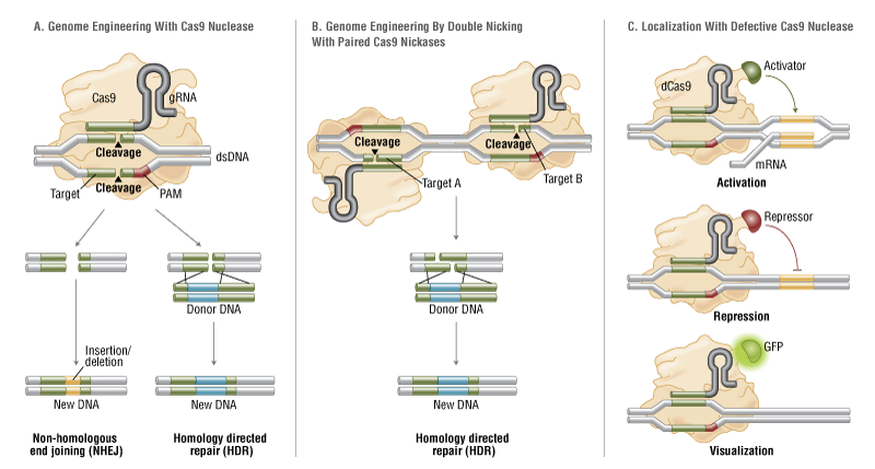 CRISPR-Based Genetic Engineering Gets a Kick in the Cas