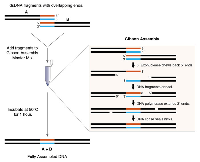 DNA Assembly and Cloning NEB