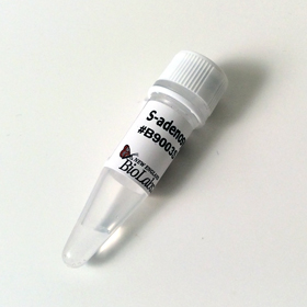 S adenosylmethionine SAM 32mM