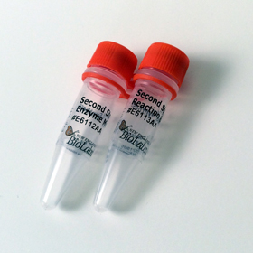NEBNext Ultra II Non Directional RNA Second Strand Synthesis Module