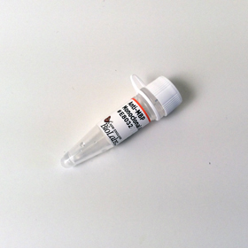 Anti MBP Monoclonal Antibody