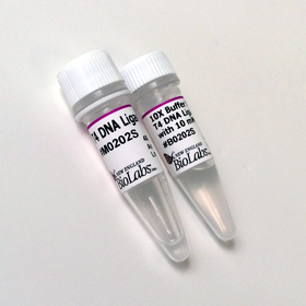 T4 DNA Ligase