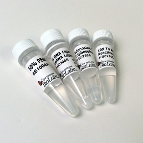 T4 RNA Ligase 1 ssRNA Ligase