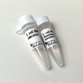 E coli DNA Ligase