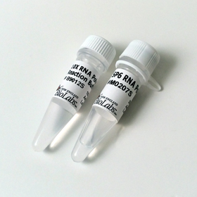 SP6 RNA Polymerase