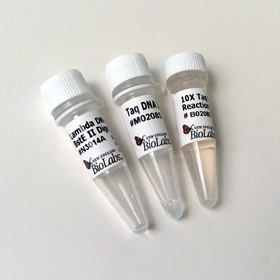 Taq DNA Ligase