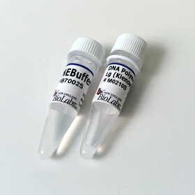 DNA Polymerase I Klenow Fragment