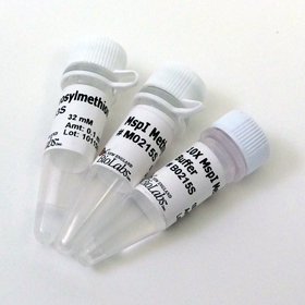 Msp I Methyltransferase