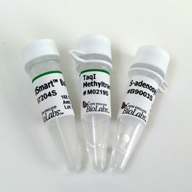 Taq I Methyltransferase