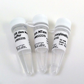dam Methyltransferase