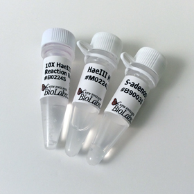 Hae III Methyltransferase
