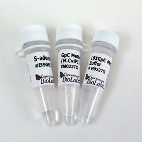 GpC Methyltransferase M CviPI