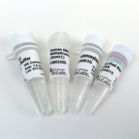 Human DNA c 5 MTase Dnmt1
