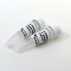 T4 Polynucleotide Kinase 3 phosphatase minus