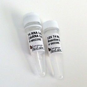 T4 RNA Ligase 2