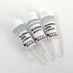 Micrococcal Nuclease