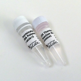 Therminator DNA Polymerase