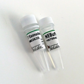 T7 Exonuclease