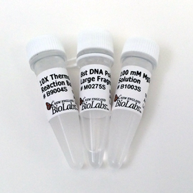 Bst DNA Polymerase Lg Frag