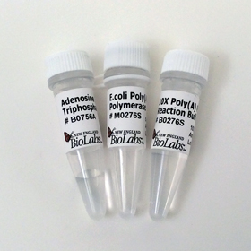 E coli Poly A Polymerase
