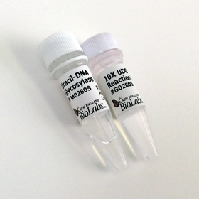 Uracil DNA Glycosylase UDG