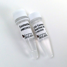 Exonuclease I E coli