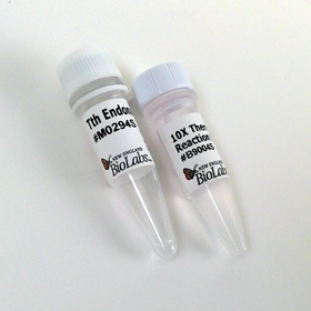 Tth Endonuclease IV