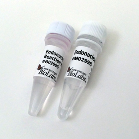 Endonuclease VIII