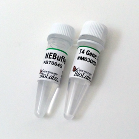 T4 Gene 32 Protein