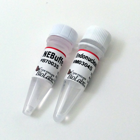 Endonuclease IV