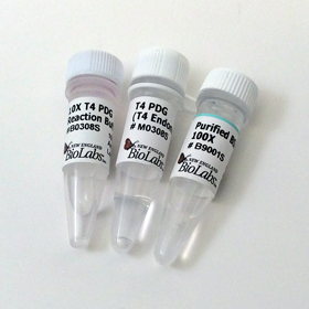 T4 PDG T4 Endonuclease V