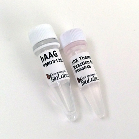 Human Alkyladenine Glycosylase hAAG