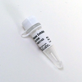 RNase Inhibitor Murine